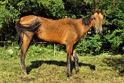 11 Atletico cavallo al pascolo